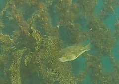 Tetractenos glaber