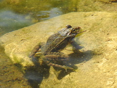 Pelophylax nigromaculatus