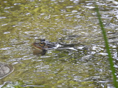 Pelophylax nigromaculatus