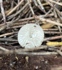 Mycena maldea