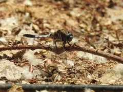 Orthetrum albistylum speciosum