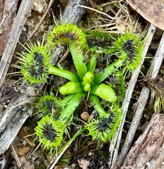 Drosera hookeri