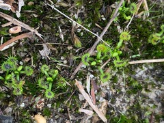 Drosera hookeri