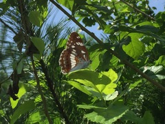 Limenitis helmanni
