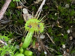 Drosera hookeri