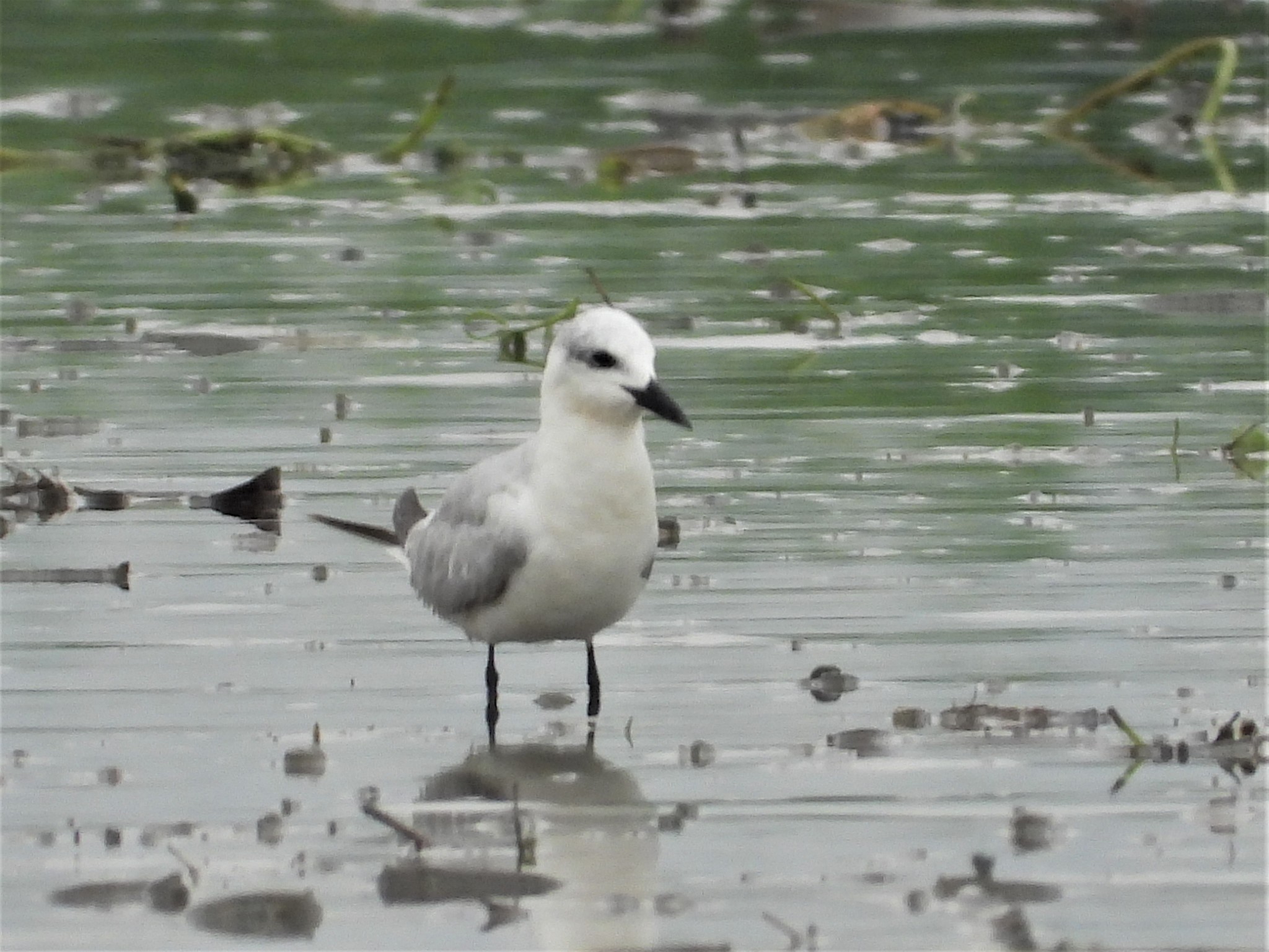 Gull-billed Tern