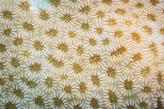 Goniastrea stelligera