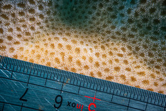 Goniastrea stelligera