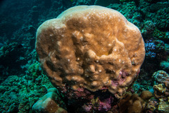 Goniastrea stelligera