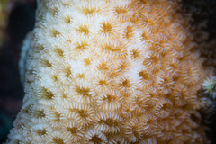 Goniastrea stelligera