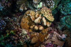 Goniastrea stelligera