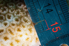 Goniastrea stelligera