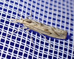 Caffrocrambus angulilinea