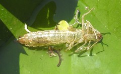 Anax parthenope julius