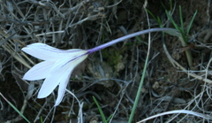 Crocus nevadensis