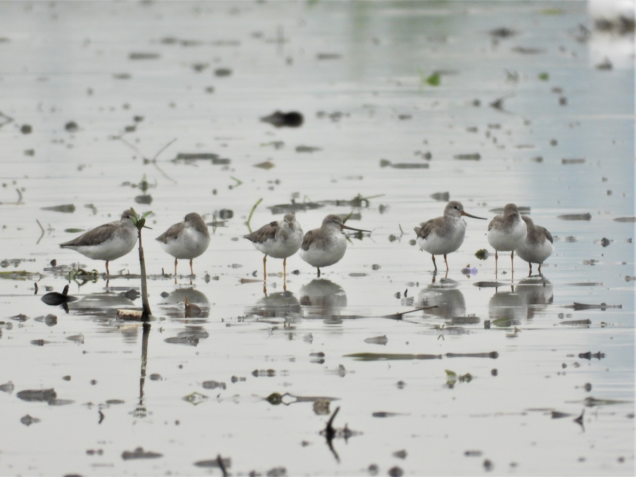 Terek Sandpiper
