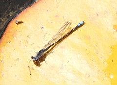 Paracercion calamorum