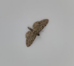 Eupithecia abbreviata