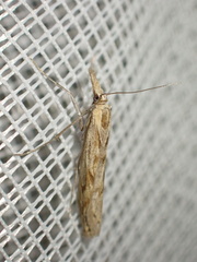 Caffrocrambus angulilinea