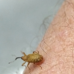 Dorytomus longimanus