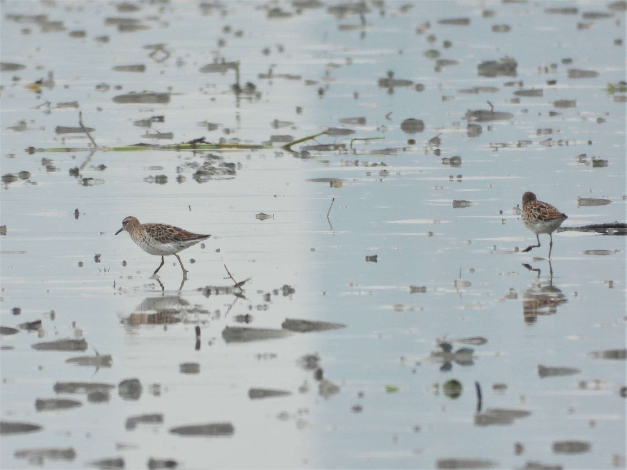Sharp-tailed Sandpiper