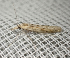 Caffrocrambus angulilinea