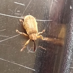 Dorytomus longimanus