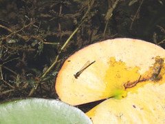 Paracercion calamorum