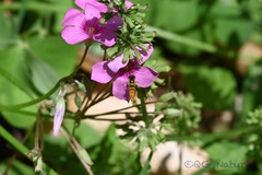 Sphaerophoria macrogaster