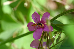 Sphaerophoria macrogaster