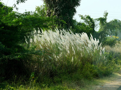 Saccharum spontaneum