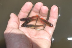 Hypseleotris klunzingeri
