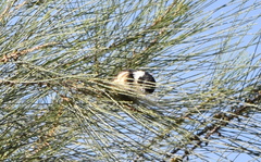 Sporophila torqueola