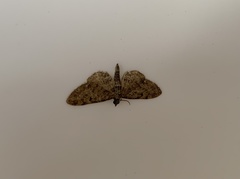 Eupithecia abbreviata