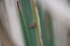 Mnesictena marmarina