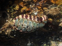 Onithochiton quercinus