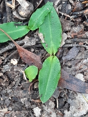 Chiloglottis reflexa