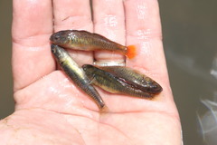 Hypseleotris klunzingeri