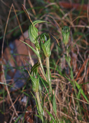 Pterostylis alobula