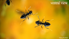 Technomyrmex brunneus