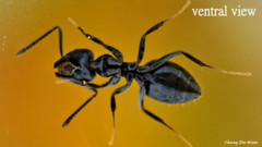 Technomyrmex brunneus