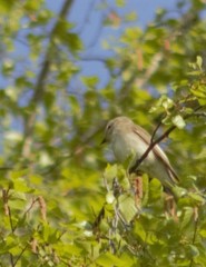 Ficedula hypoleuca