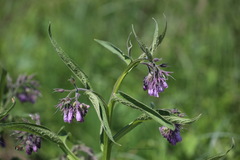 Symphytum officinale