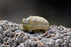 Striarca lactea