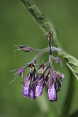 Symphytum officinale