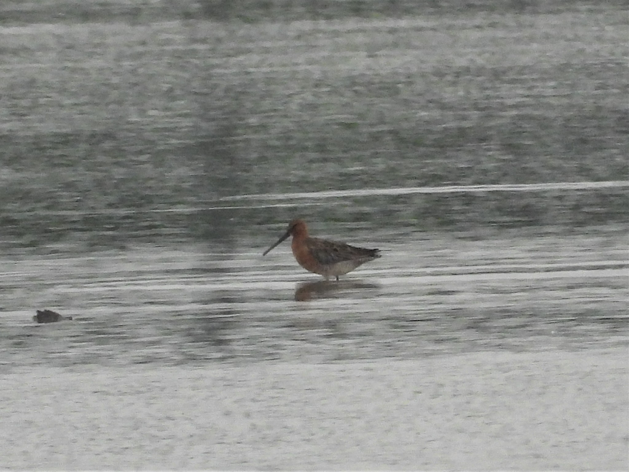 Asian Dowitcher