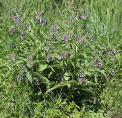 Symphytum officinale