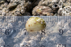 Striarca lactea