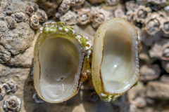 Striarca lactea