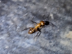 Camponotus variegatus